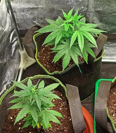 Godzilla Original Glue GG#4 Auto-Samen (Herbies Seeds)