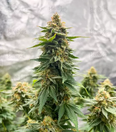 Kalashnikova (GHS) Cannabis-Samen