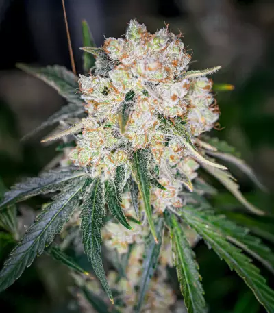 Keep Frosted Guava Autoflower feminisierte Samen (Seedkeepers)