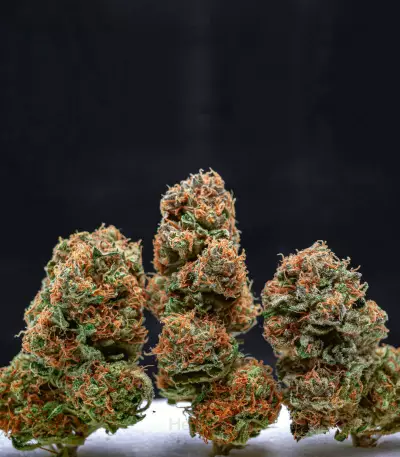 Orange Sherbert (Barney's Farm) Cannabis-Samen