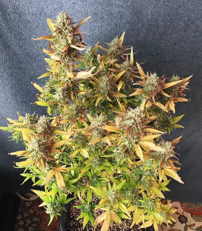 Runtz XL Auto Samen feminisiert (Sweet Seeds)