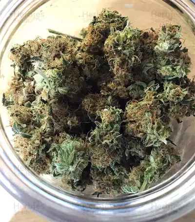 Acapulco Gold feminisiertes Saatgut (Barney's Farm)