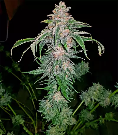 Afghan Kush Early Harvest (World of Seeds) Cannabis-Samen