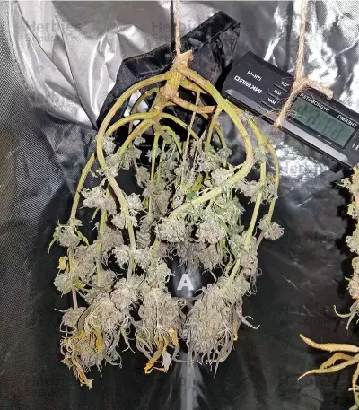 Amherst Sour Diesel (Humboldt Seeds Organization) Cannabis-Samen