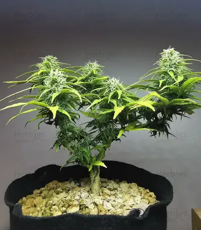 Apple Betty Samen feminisiert (Herbies Seeds)