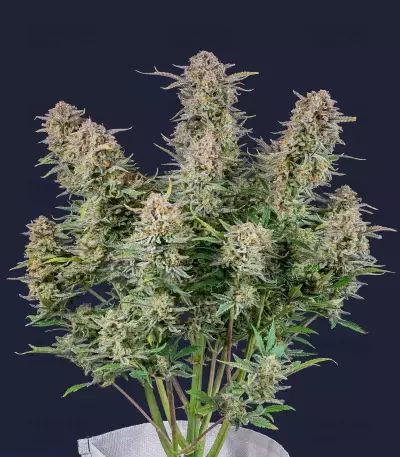 Bruce Banner Auto feminisierte Samen (Fast Buds)