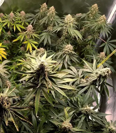 Do-Si-Dos OG (Original Sensible Seeds) Cannabis-Samen