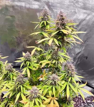 Durban Poison Autoflower feminisierte Samen (Seedkeepers)