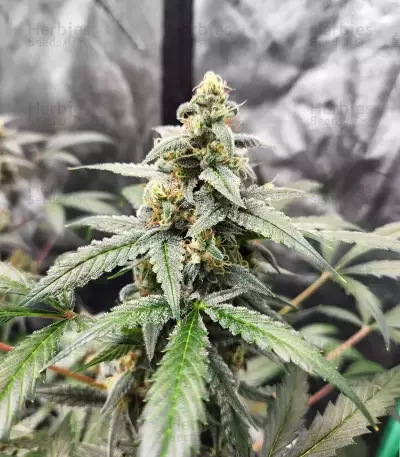 Forum Stomper Auto (Mephisto Genetics) Cannabis-Samen