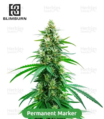 High-THC Bundle #1: 3x3 seeds (Mixed)