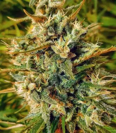 Malawi (Ace Seeds) Cannabis-Samen
