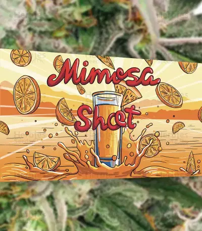 Mimosa Shot feminisierte Samen (Herbies Seeds)