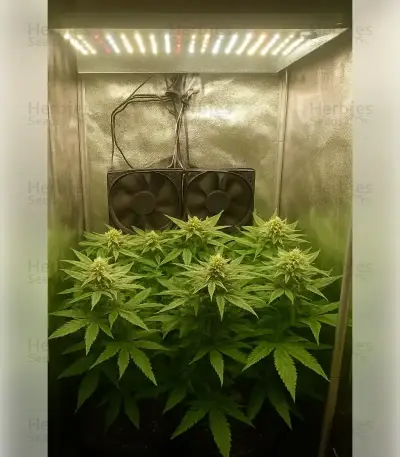 Northern Light (RQS) Cannabis-Samen