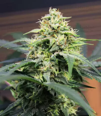 Original Big Bud Auto Samen feminisiert (Fast Buds)