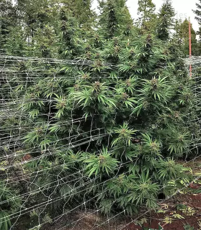 Pure Kush (Original Sensible Seeds) Cannabis-Samen