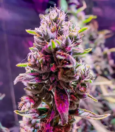 Section 781 Fast Flowering (Blimburn x Herbies)