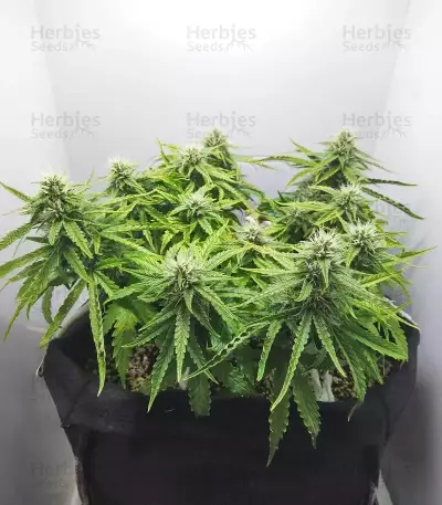 Super Orange Haze Auto feminisierte Samen (Mephisto Genetics)