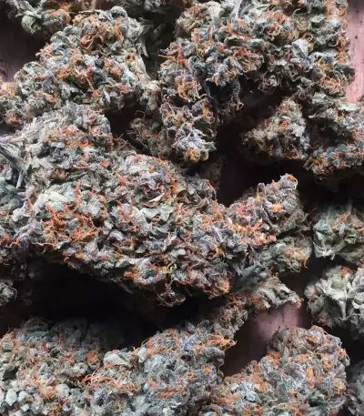 Trans Siberian Auto (Auto Seeds) Cannabis-Samen