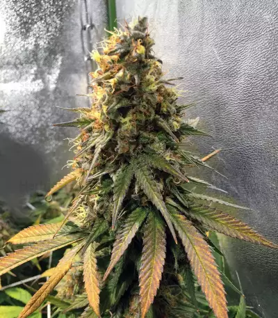 Trippy Gorilla Autoflowering (Big Head Seeds) Cannabis-Samen