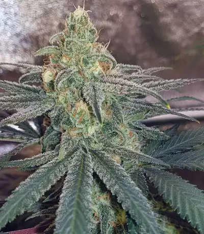 Wedding Cake (Original Sensible Seeds) Cannabis-Samen