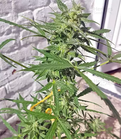 White Widow (Seedstockers) Cannabis-Samen