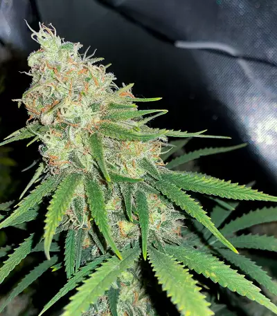 Super Silver Haze (GHS) Cannabis-Samen
