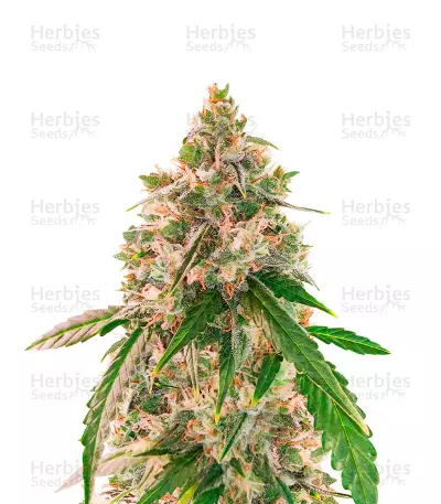 Wedding Cake Autoflower feminisierte Samen (EGS)