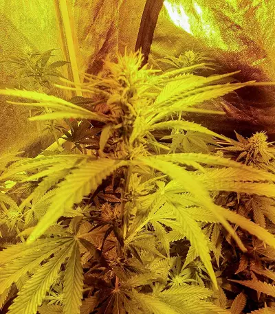 Wedding Cookies Samen feminisiert (Original Sensible Seeds)