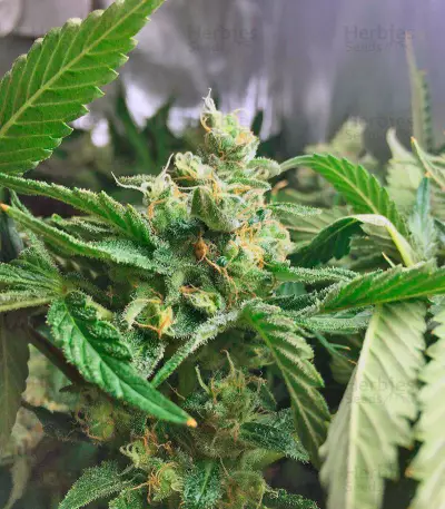 Lemon Skunk (GHS) Cannabis-Samen