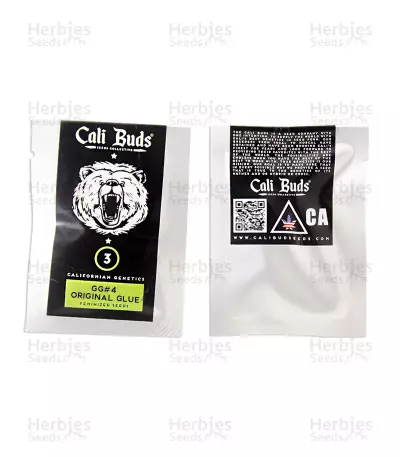 GG#4 Original Glue (Cali Buds Seeds) Cannabis-Samen