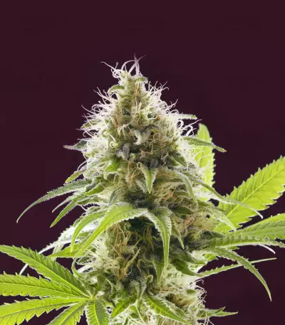 Alien Technology (Big Head Seeds) Cannabis-Samen