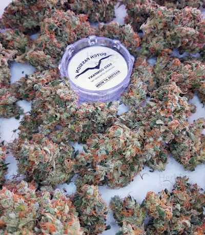 Auto Lemon Kix strain