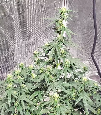Auto Purple Gorilla (Short Stuff Seeds) Cannabis-Samen