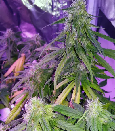 Auto Sweet Soma (00 Seeds) Cannabis-Samen