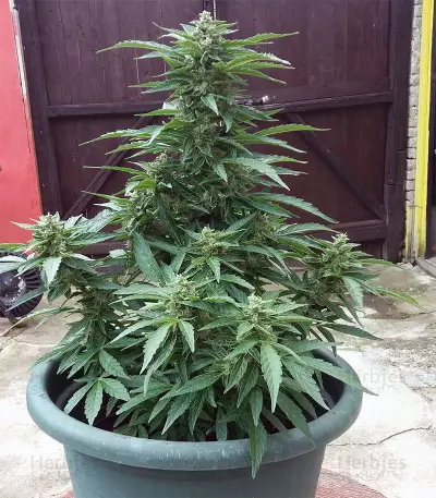 BCN Power Plant (Seedstockers) Cannabis-Samen