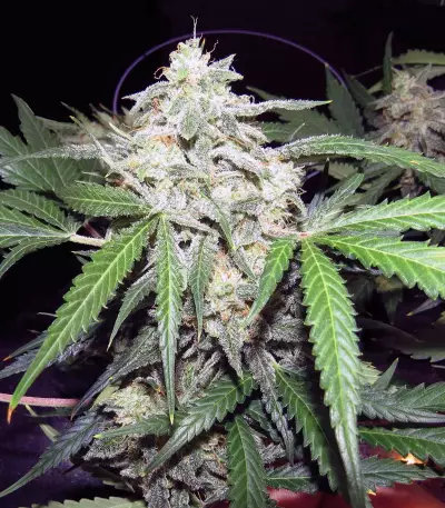 Chapita de Michoacan Regular (CannaBioGen) Cannabis-Samen