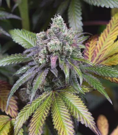 Dinamed CBD (Dinafem Seeds) Cannabis-Samen