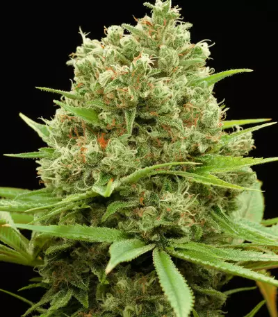 Dinamed CBD Plus (Dinafem Seeds) Cannabis-Samen
