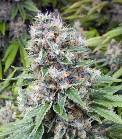 Fruity Pebbles (Tropical Nuggets) (Blackskull Seeds) Cannabis-Samen