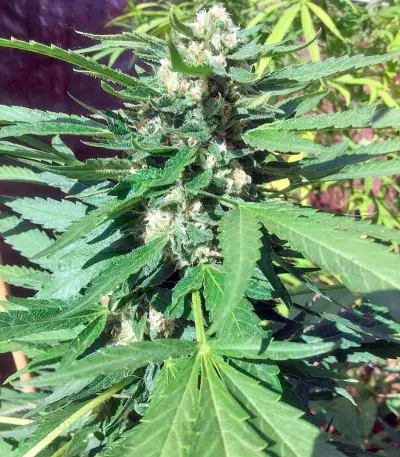 Green Crack (Humboldt Seeds Organization) Cannabis-Samen