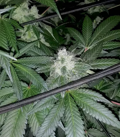 HiFi 4G (Dutch Passion) Cannabis-Samen