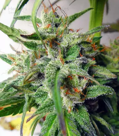 Kali China (Ace Seeds) Cannabis-Samen