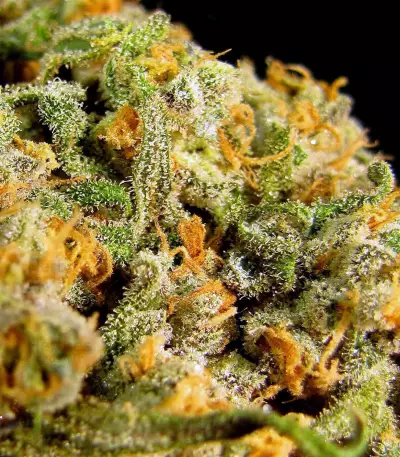 Mind Can'trol (Dr. Krippling Seeds) Cannabis-Samen