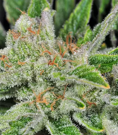 Northern Lights Autoflower feminisierte Samen (Seedstockers)