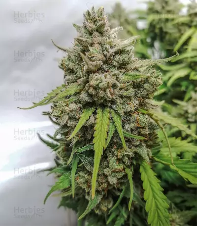 Original Auto Amnesia Haze (Fast Buds) Cannabis-Samen