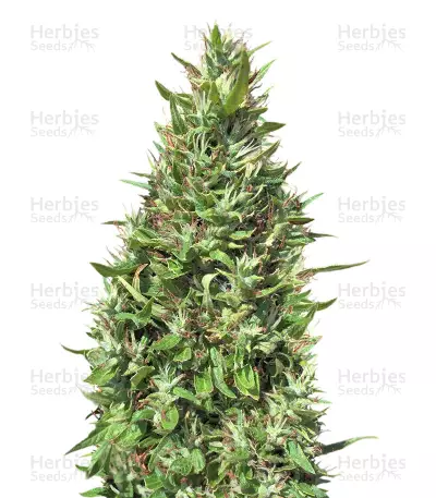 Panama x Bangi Haze (Ace Seeds) Cannabis-Samen