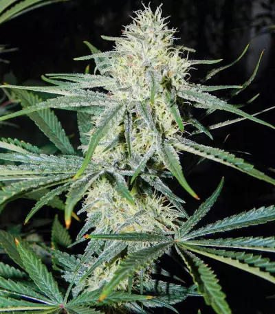 Pennywise regular (TGA Subcool Seeds / SubCool’s The Dank) Cannabis-Samen