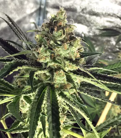 Pineapple (Seedstockers) Cannabis-Samen