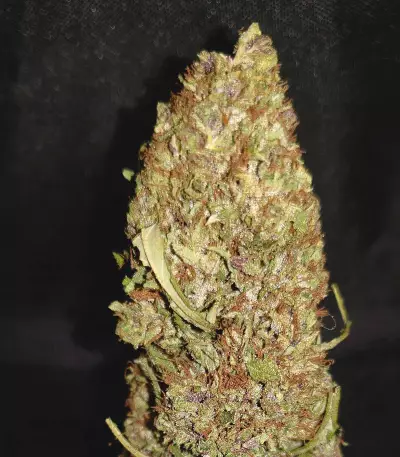 Shaman (Dutch Passion) Cannabis-Samen