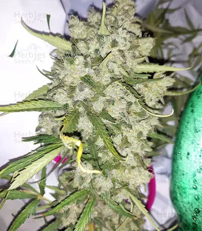 Super Auto Lemon Haze (Original Sensible Seeds) Cannabis-Samen